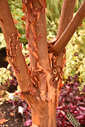 Paperbark Maple (Acer griseum) at Harvard Nursery
