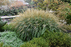 Adagio Maiden Grass (Miscanthus sinensis 'Adagio') at Harvard Nursery