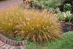 Hameln Dwarf Fountain Grass (Pennisetum alopecuroides 'Hameln') at Harvard Nursery