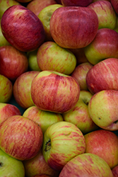 Cortland Apple (Malus 'Cortland') at Harvard Nursery