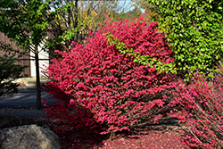Little Moses Burning Bush (Euonymus alatus 'Odom') at Harvard Nursery