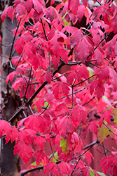 Paperbark Maple (Acer griseum) at Harvard Nursery