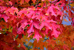 Fall Fiesta Sugar Maple (Acer saccharum 'Bailsta') at Harvard Nursery
