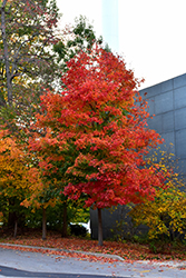 Fall Fiesta Sugar Maple (Acer saccharum 'Bailsta') at Harvard Nursery