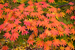 Japanese Maple (Acer palmatum) at Harvard Nursery