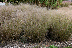 Shenandoah Reed Switch Grass (Panicum virgatum 'Shenandoah') at Harvard Nursery