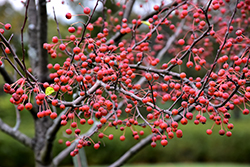 Snowdrift Flowering Crab (Malus 'Snowdrift') at Harvard Nursery