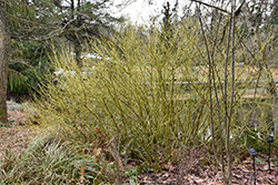 Yellow Twig Dogwood (Cornus sericea 'Flaviramea') at Harvard Nursery