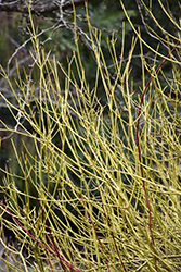 Yellow Twig Dogwood (Cornus sericea 'Flaviramea') at Harvard Nursery