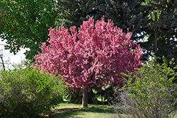 Prairifire Flowering Crab (Malus 'Prairifire') at Harvard Nursery