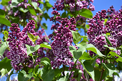 Sensation Lilac (Syringa vulgaris 'Sensation') at Harvard Nursery