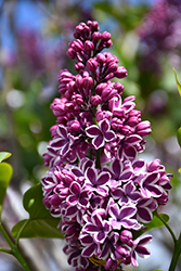 Sensation Lilac (Syringa vulgaris 'Sensation') at Harvard Nursery
