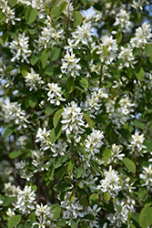 Standing Ovation Saskatoon Berry (Amelanchier alnifolia 'Obelisk') at Harvard Nursery