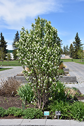 Standing Ovation Saskatoon Berry (Amelanchier alnifolia 'Obelisk') at Harvard Nursery