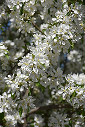 Spring Snow Flowering Crab (Malus 'Spring Snow') at Harvard Nursery