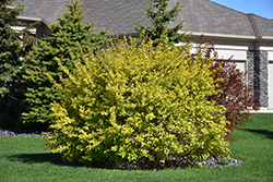 Dart's Gold Ninebark (Physocarpus opulifolius 'Dart's Gold') at Harvard Nursery