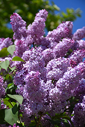 Common Lilac (Syringa vulgaris) at Harvard Nursery