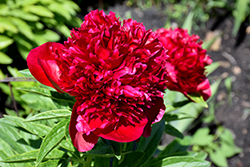 Red Charm Peony (Paeonia 'Red Charm') at Harvard Nursery