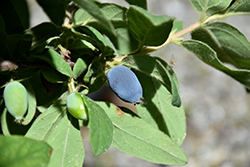 Sugar Mountain Blue Honeyberry (Lonicera caerulea 'Dolce Vita') at Harvard Nursery
