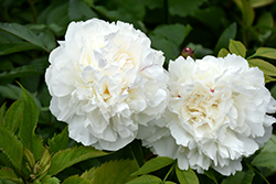 Duchesse de Nemours Peony (Paeonia 'Duchesse de Nemours') at Harvard Nursery