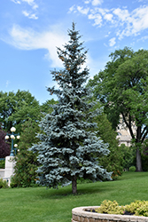 Blue Colorado Spruce (Picea pungens 'var. glauca') at Harvard Nursery