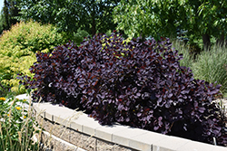Royal Purple Smokebush (Cotinus coggygria 'Royal Purple') at Harvard Nursery