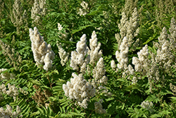 False Spirea (Sorbaria sorbifolia) at Harvard Nursery