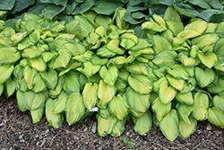 Stained Glass Hosta (Hosta 'Stained Glass') at Harvard Nursery