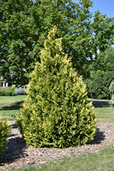 Yellow Ribbon Arborvitae (Thuja occidentalis 'Yellow Ribbon') at Harvard Nursery