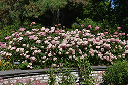 Invincibelle Spirit Smooth Hydrangea (Hydrangea arborescens 'NCHA1') at Harvard Nursery