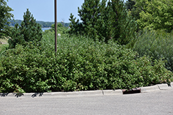 Isanti Dogwood (Cornus sericea 'Isanti') at Harvard Nursery