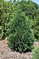 Technito Arborvitae (Thuja occidentalis 'Bailjohn') at Harvard Nursery