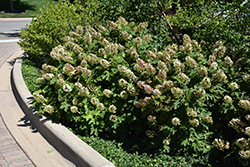 Snow Queen Hydrangea (Hydrangea quercifolia 'Snow Queen') at Harvard Nursery