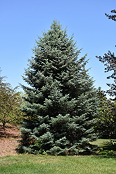 White Fir (Abies concolor) at Harvard Nursery