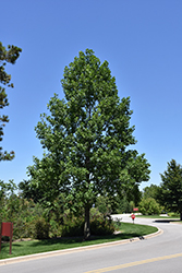 Tuliptree (Liriodendron tulipifera) at Harvard Nursery