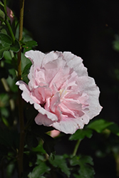 Pink Chiffon Rose of Sharon (Hibiscus syriacus 'JWNWOOD4') at Harvard Nursery