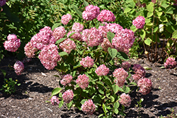 Invincibelle Ruby Hydrangea (Hydrangea arborescens 'NCHA3') at Harvard Nursery