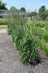 Cordoba Moor Grass (Molinia caerulea 'Cordoba') at Harvard Nursery