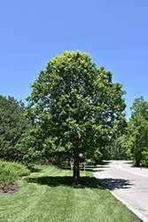 Bur Oak (Quercus macrocarpa) at Harvard Nursery