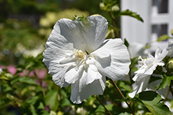 White Chiffon Rose of Sharon (Hibiscus syriacus 'Notwoodtwo') at Harvard Nursery