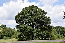 Swamp White Oak (Quercus bicolor) at Harvard Nursery