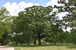 White Oak (Quercus alba) at Harvard Nursery