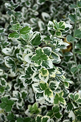 White Album Wintercreeper (Euonymus fortunei 'Alban') at Harvard Nursery