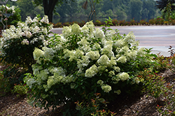 Little Lime Hydrangea (Hydrangea paniculata 'Jane') at Harvard Nursery