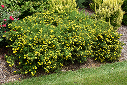 Happy Face Yellow Potentilla (Potentilla fruticosa 'Lundy') at Harvard Nursery