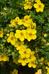 Happy Face Yellow Potentilla (Potentilla fruticosa 'Lundy') at Harvard Nursery