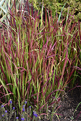 Red Baron Japanese Blood Grass (Imperata cylindrica 'Red Baron') at Harvard Nursery