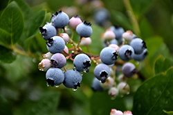 Bluecrop Blueberry (Vaccinium corymbosum 'Bluecrop') at Harvard Nursery
