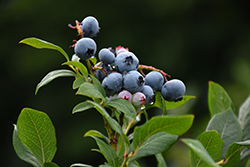 Northland Blueberry (Vaccinium corymbosum 'Northland') at Harvard Nursery