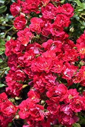 Red Drift Rose (Rosa 'Meigalpio') at Harvard Nursery